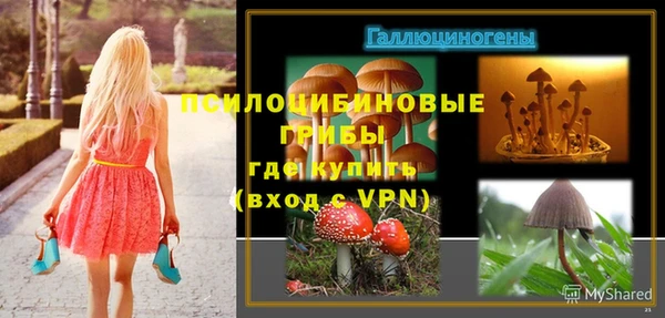 прущие грибы Магас