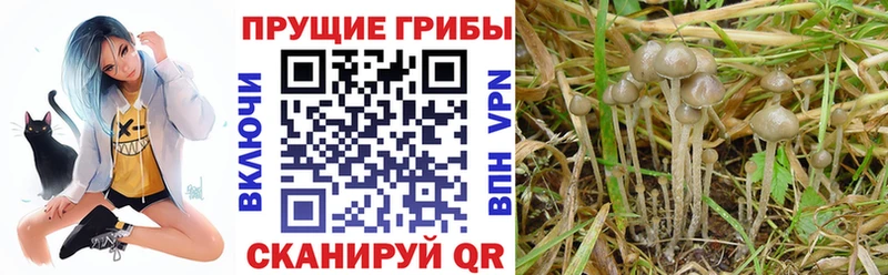 Псилоцибиновые грибы Psilocybe  blacksprut ТОР  Губкинский 